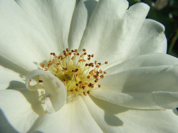 Camellia oil, a beauty!