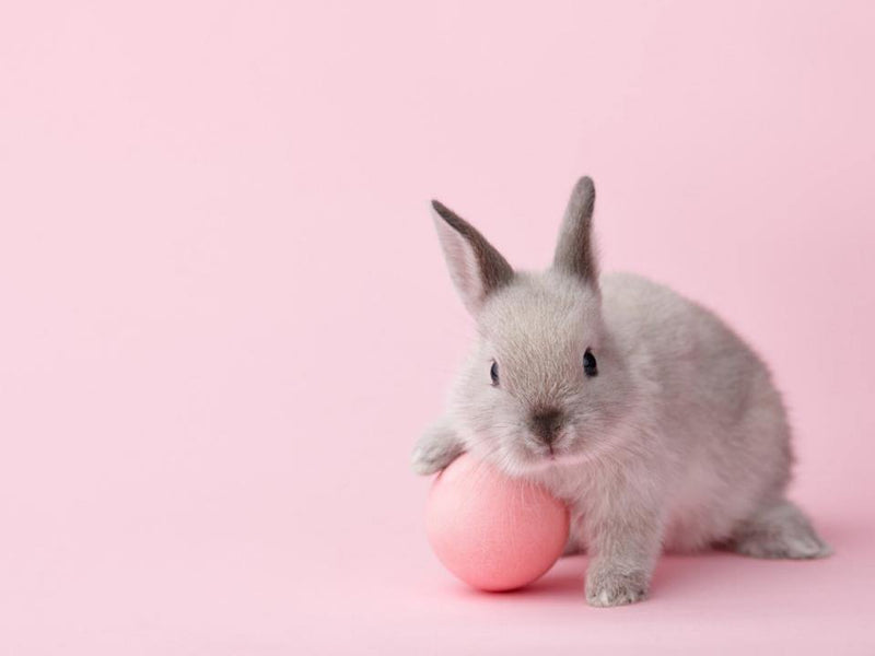 Cruelty-Free Skincare Products: Top Reasons for Switching